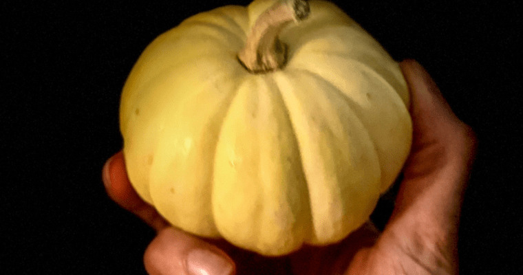 WHAT TO COOK IN NOVEMBER